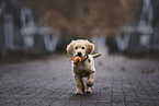 Golden Retriever Welpe