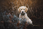 Golden Retriever Welpe