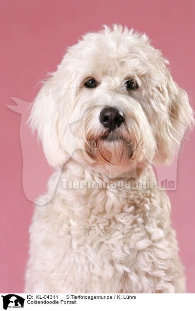 Goldendoodle Portrait / Goldendoodle Portrait / KL-04311