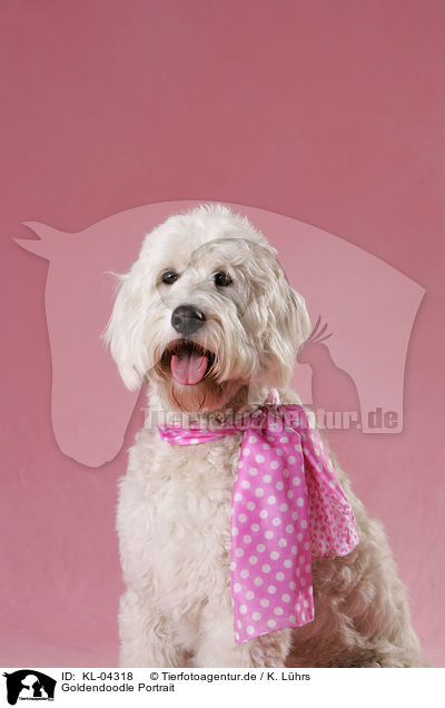 Goldendoodle Portrait / Goldendoodle Portrait / KL-04318