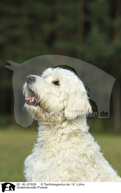 Goldendoodle Portrait / Goldendoodle Portrait / KL-07926