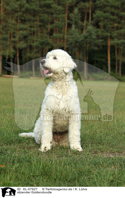 sitzender Goldendoodle / sitting Goldendoodle / KL-07927