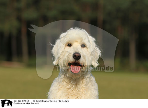 Goldendoodle Portrait / Goldendoodle Portrait / KL-07929