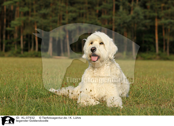 liegender Goldendoodle / lying Goldendoodle / KL-07932