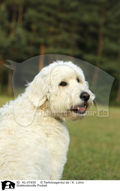 Goldendoodle Portrait / Goldendoodle Portrait / KL-07935