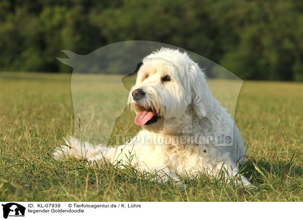 liegender Goldendoodle / lying Goldendoodle / KL-07939
