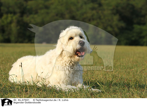 liegender Goldendoodle / lying Goldendoodle / KL-07941