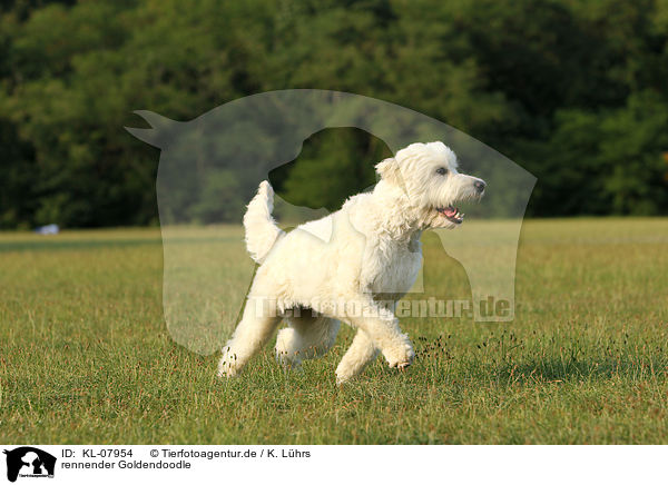 rennender Goldendoodle / running Goldendoodle / KL-07954