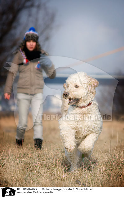rennender Goldendoodle / running Goldendoodle / BS-04927
