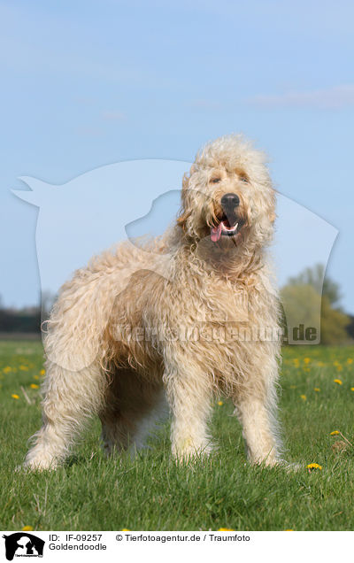 Goldendoodle / IF-09257