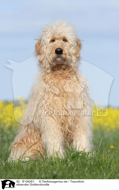 sitzender Goldendoodle / IF-09261