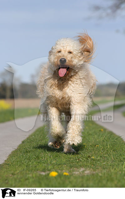 rennender Goldendoodle / IF-09265