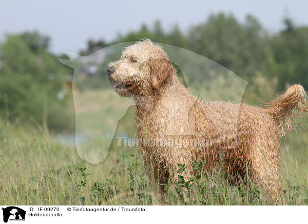 Goldendoodle / IF-09270