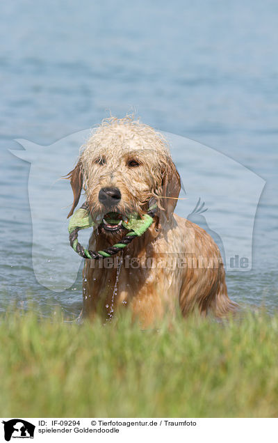 spielender Goldendoodle / playing Goldendoodle / IF-09294