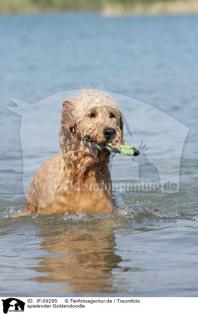 spielender Goldendoodle / playing Goldendoodle / IF-09295
