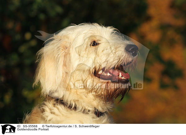 Goldendoodle Portrait / SS-35568