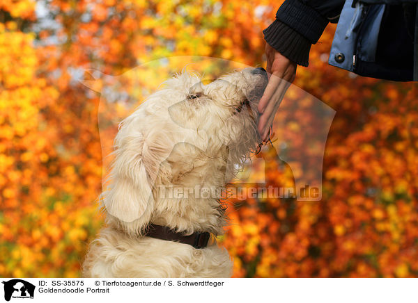 Goldendoodle Portrait / SS-35575