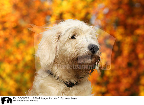 Goldendoodle Portrait / SS-35576