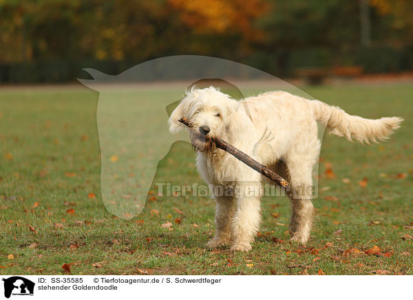 stehender Goldendoodle / standing Goldendoodle / SS-35585