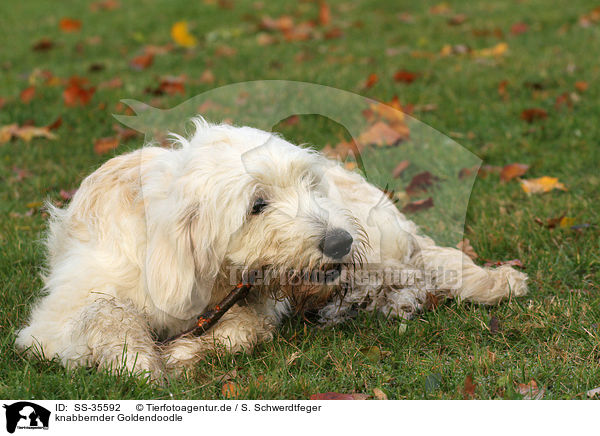 knabbernder Goldendoodle / SS-35592