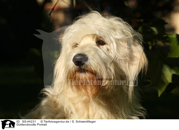 Goldendoodle Portrait / SS-44231