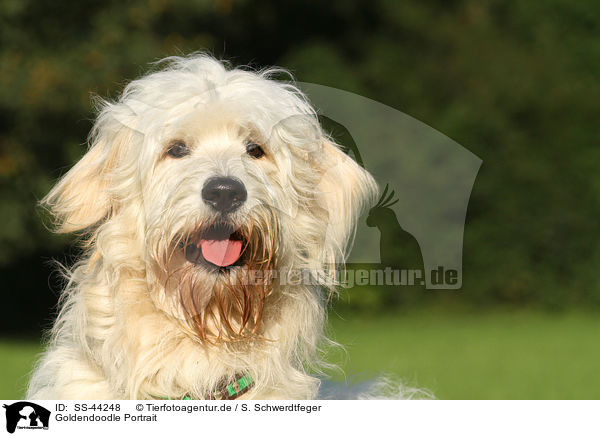 Goldendoodle Portrait / SS-44248