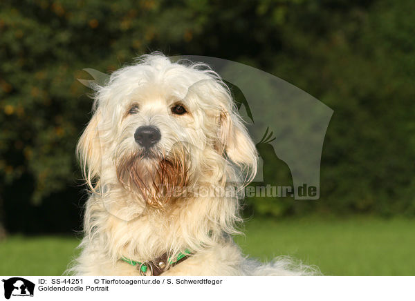 Goldendoodle Portrait / SS-44251