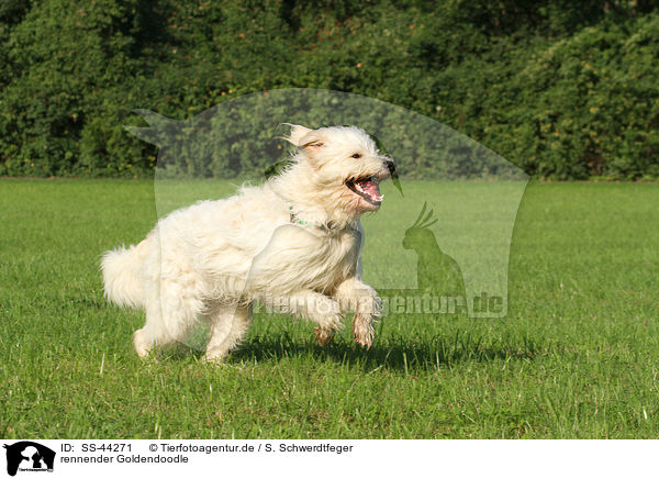 rennender Goldendoodle / running Goldendoodle / SS-44271
