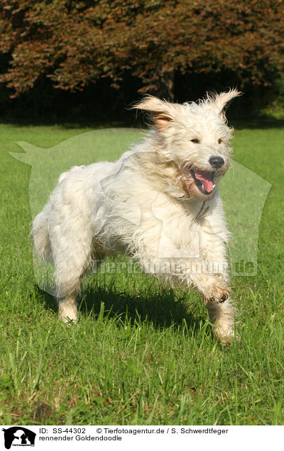 rennender Goldendoodle / running Goldendoodle / SS-44302