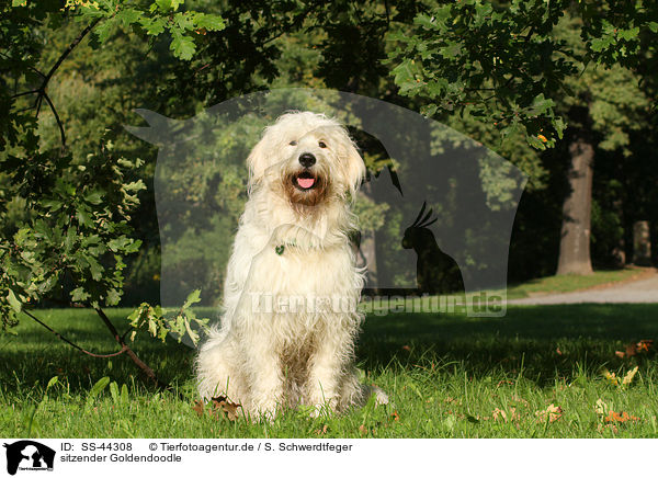 sitzender Goldendoodle / sitting Goldendoodle / SS-44308