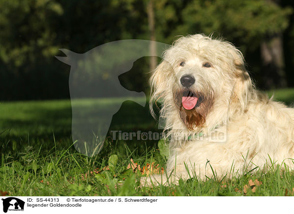 liegender Goldendoodle / lying Goldendoodle / SS-44313