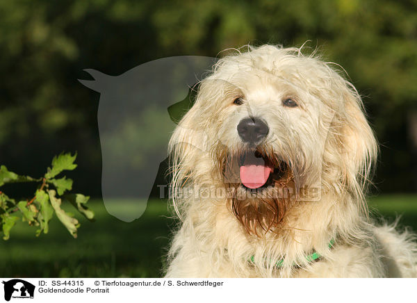 Goldendoodle Portrait / SS-44315