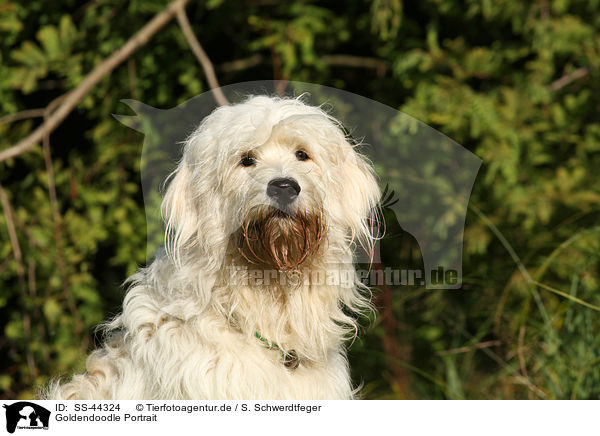 Goldendoodle Portrait / SS-44324