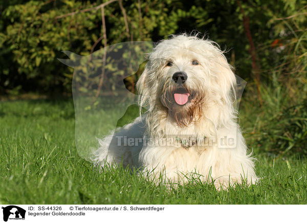 liegender Goldendoodle / lying Goldendoodle / SS-44326