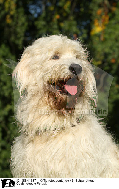 Goldendoodle Portrait / Goldendoodle Portrait / SS-44337
