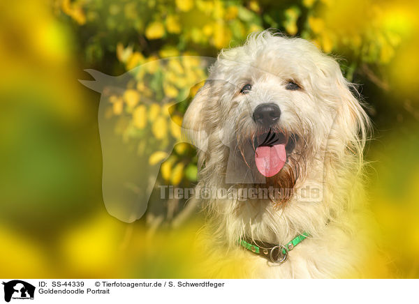 Goldendoodle Portrait / SS-44339