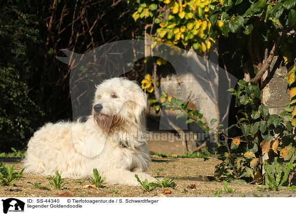 liegender Goldendoodle / lying Goldendoodle / SS-44340