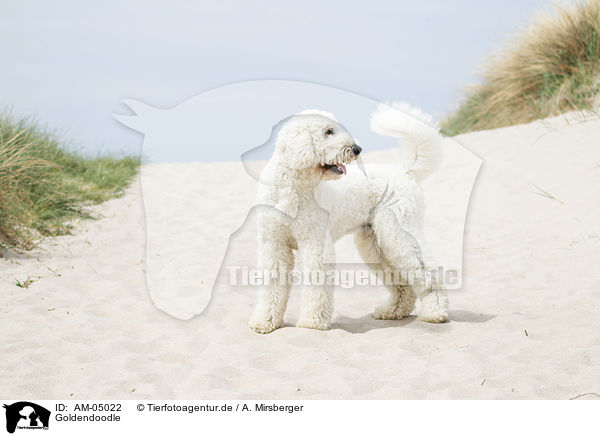 Goldendoodle / Goldendoodle / AM-05022