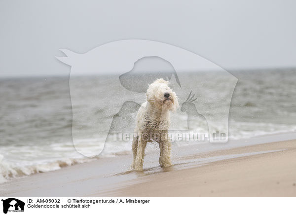 Goldendoodle schttelt sich / shaking Goldendoodle / AM-05032