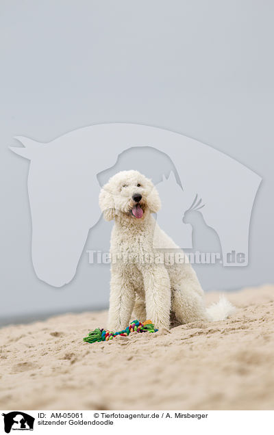 sitzender Goldendoodle / AM-05061