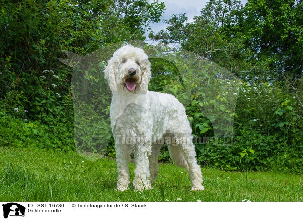 Goldendoodle / SST-16780