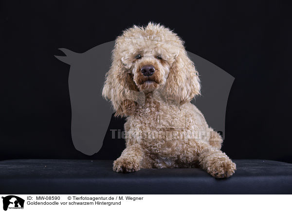 Goldendoodle vor schwarzem Hintergrund / MW-08590
