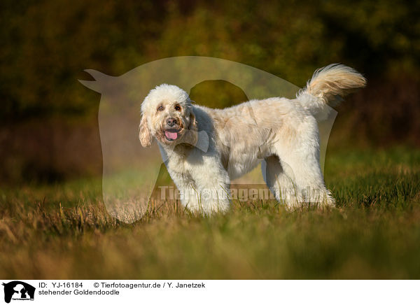 stehender Goldendoodle / standing Goldendoodle / YJ-16184