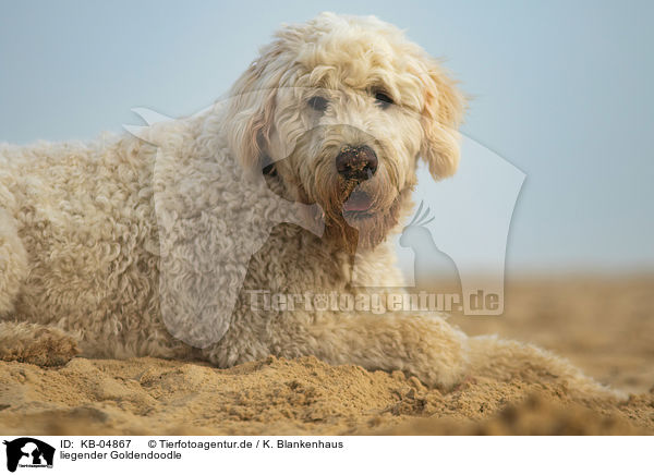 liegender Goldendoodle / KB-04867