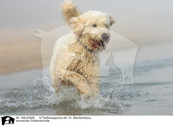 rennender Goldendoodle / running Goldendoodle / KB-04890