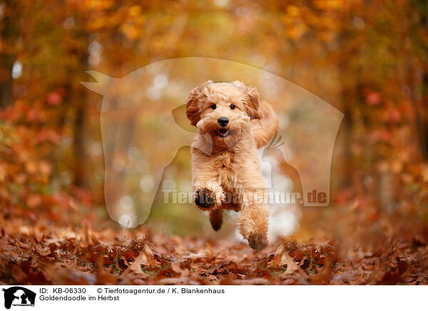 Goldendoodle im Herbst / Goldendoodle in autumn / KB-06330