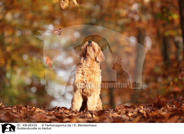 Goldendoodle im Herbst / KB-06339
