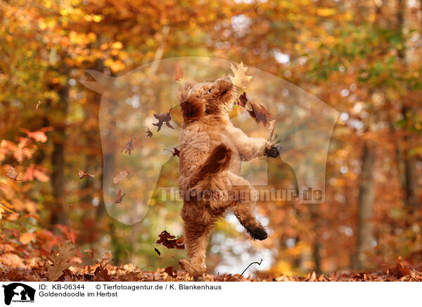 Goldendoodle im Herbst / KB-06344