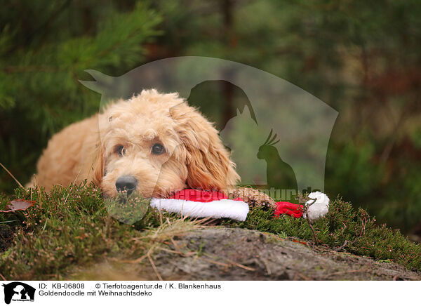 Goldendoodle mit Weihnachtsdeko / KB-06808