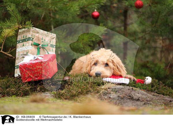 Goldendoodle mit Weihnachtsdeko / KB-06809